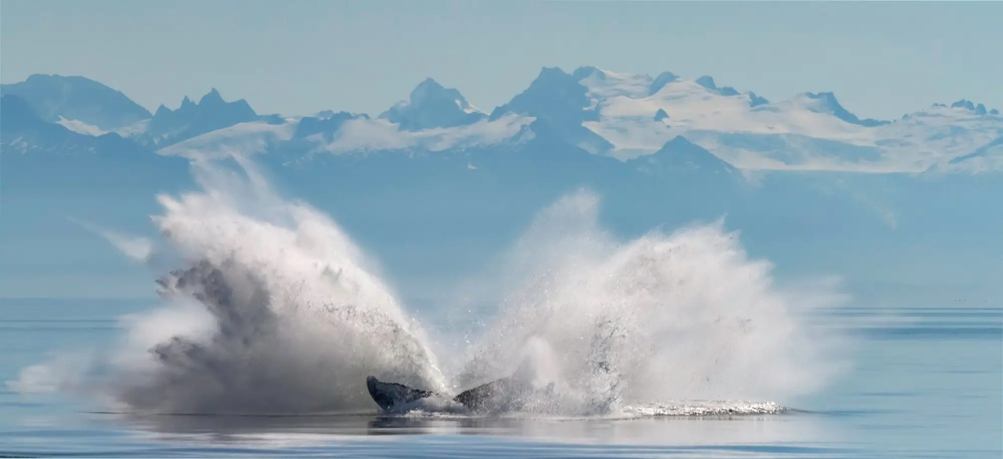 The White Continent